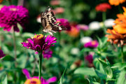 Garden Mentorship